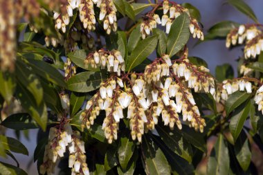Pieris japonica