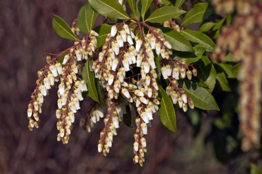 Pieris japonica