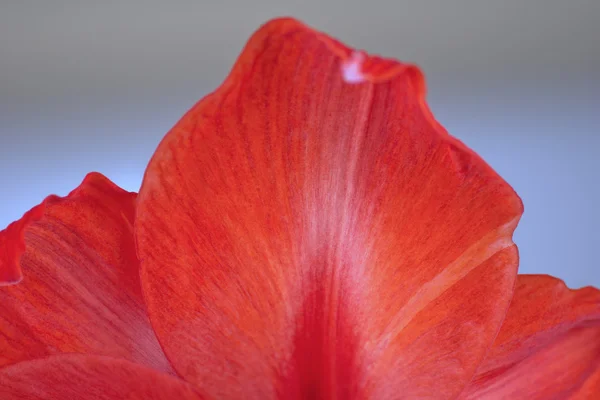 Rote Amaryllis-Blüte — Stockfoto