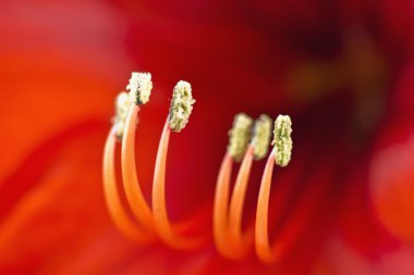 Kırmızı amaryllis çiçek