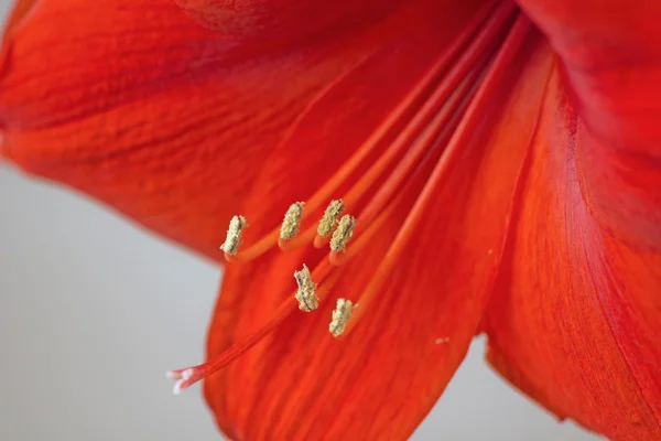 Amarylis červená květina — Stock fotografie