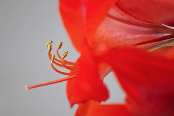 Amarylis červená květina — Stock fotografie