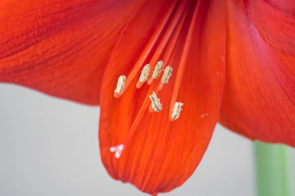 Kırmızı amaryllis çiçek — Stok fotoğraf