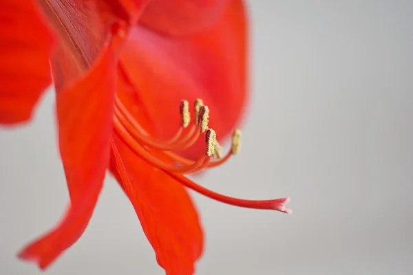 Amaryllis κόκκινο λουλούδι — Φωτογραφία Αρχείου