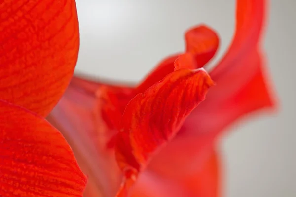 Flor amarilis roja — Foto de Stock