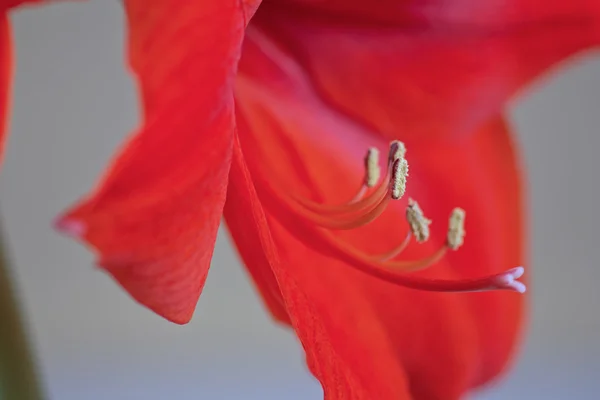 Flor amarilis roja — Foto de Stock