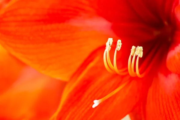 Red Amaryllis flower — Stock Photo, Image