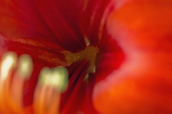 Fleur d'amaryllis rouge — Photo