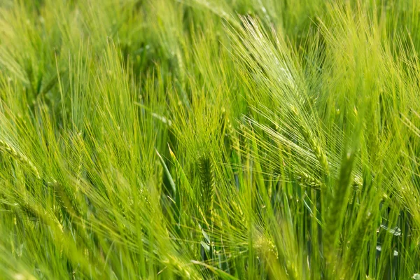 Green barley field — Stock Photo, Image