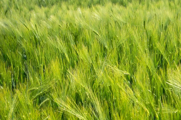 Green barley field — Stock Photo, Image