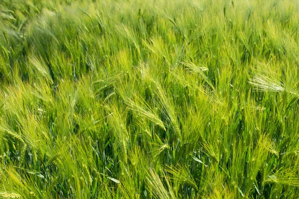 Green barley field — Stock Photo, Image