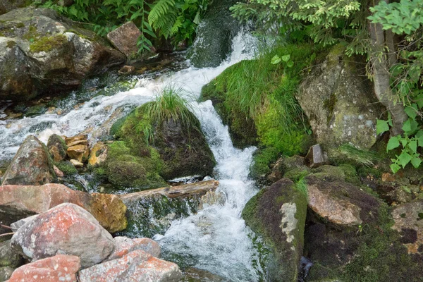 Mos op de stenen — Stockfoto