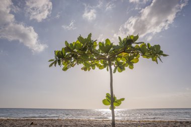 Dominika tropikal plaj