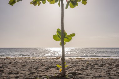 Dominika tropikal plaj