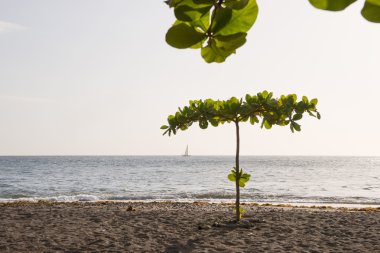 Dominika tropikal plaj