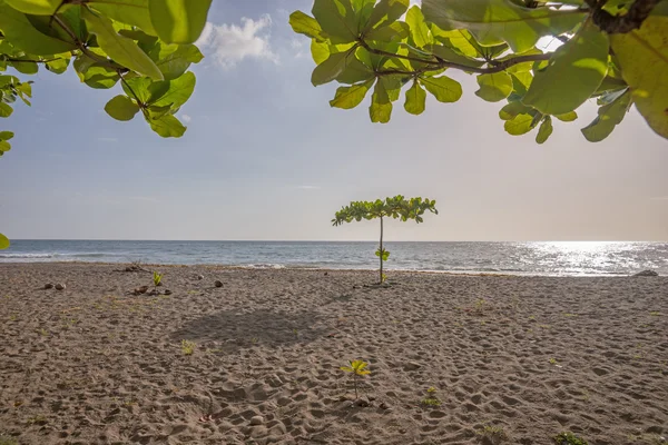 Spiaggia tropicale in Dominica — Foto Stock