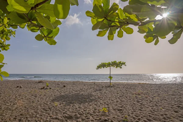 Playa Tropical en Dominica — Foto de Stock