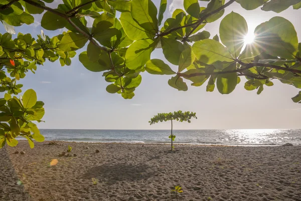 Playa Tropical en Dominica — Foto de Stock