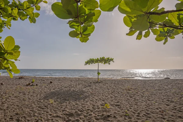 Spiaggia tropicale in Dominica — Foto Stock