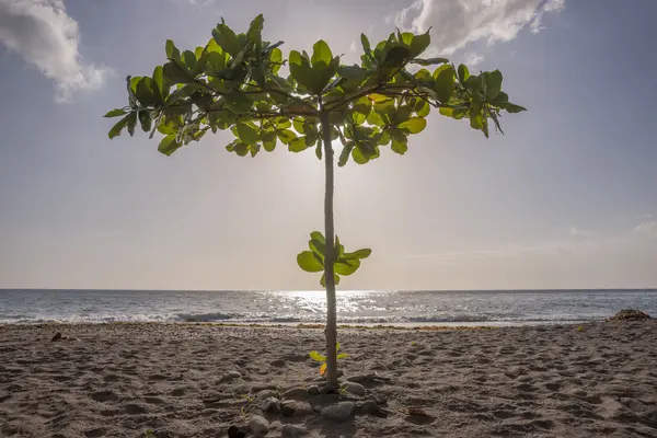 Tropical Beach in Dominica — Stock Photo, Image