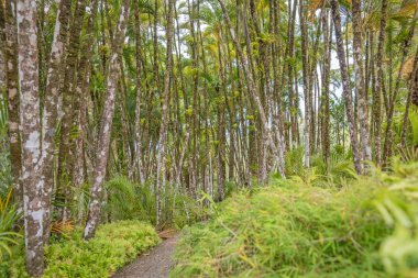 Tropikal palmiye koru
