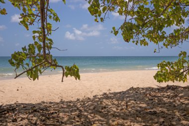 Martinique tropikal plaj