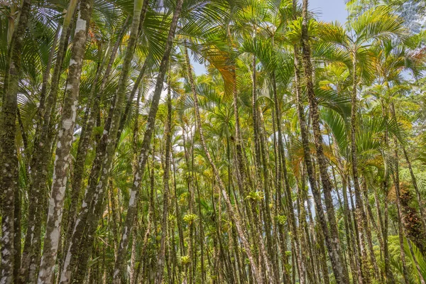 Tropisk palm grove — Stockfoto