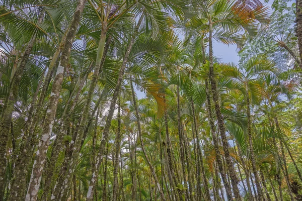 Tropisk palm grove — Stockfoto