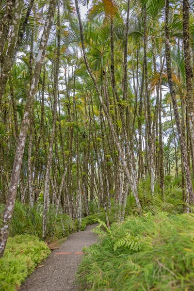 Tropisk palm grove — Stockfoto