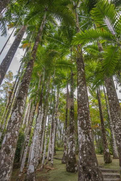 Tropisk palm grove — Stockfoto