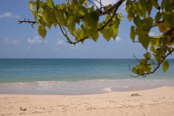 Praia tropical na Martinica — Fotografia de Stock