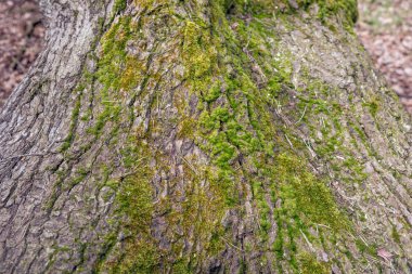 Ağaç orman yosun ile