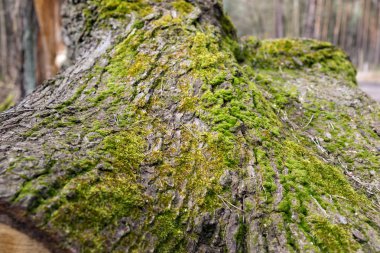 Ağaç orman yosun ile
