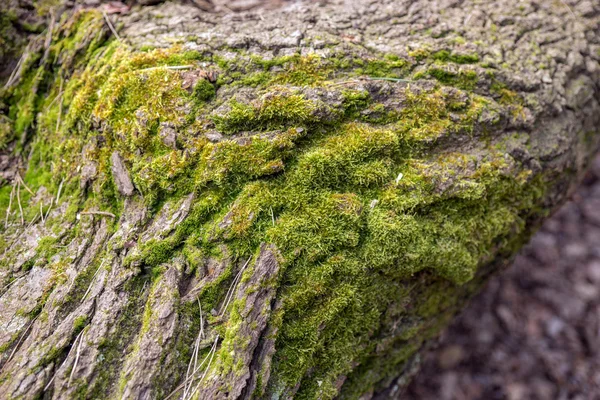 Ağaç orman yosun ile — Stok fotoğraf
