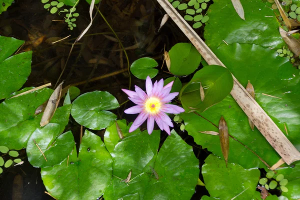 Water Lily flowers — Stock Photo, Image