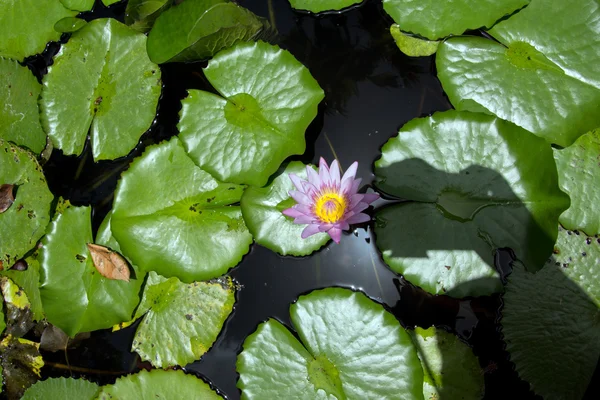 Seerosenblüten — Stockfoto