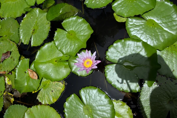 Fleurs de nénuphars — Photo