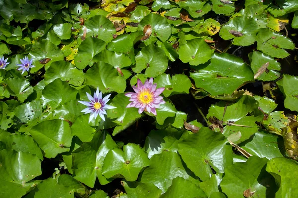 Water Lily flowers — Stock Photo, Image