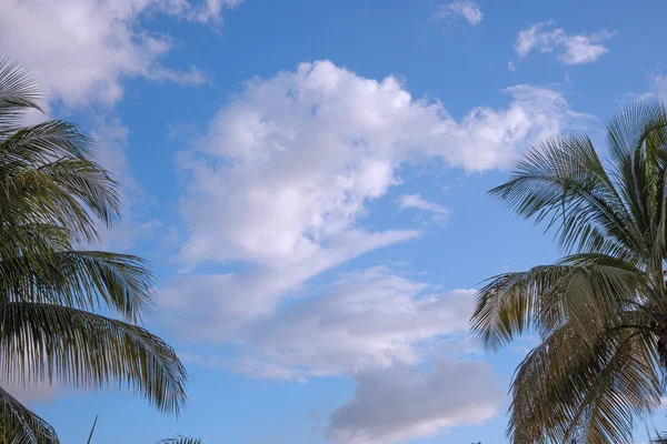 Palmbomen en zonsondergang — Stockfoto