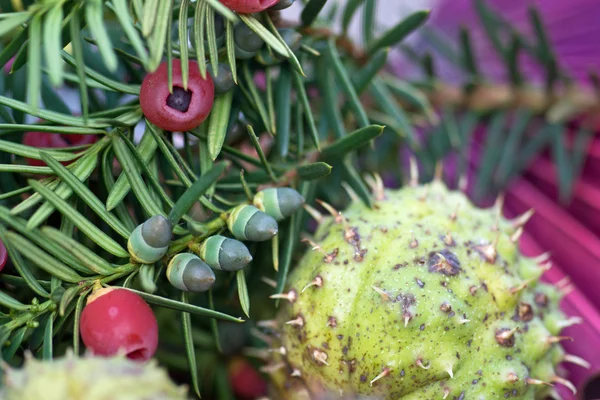 Yew Fruit, Taxus baccata — Stock Photo, Image