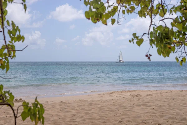 Παραλία στη Μαρτινίκα, Grande Anse des Salines — Φωτογραφία Αρχείου