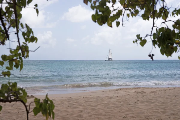 Spiaggia in Martinica, Grande Anse des Salines — Foto Stock