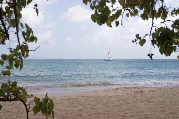 Praia na Martinica, Grande Anse des Salines — Fotografia de Stock