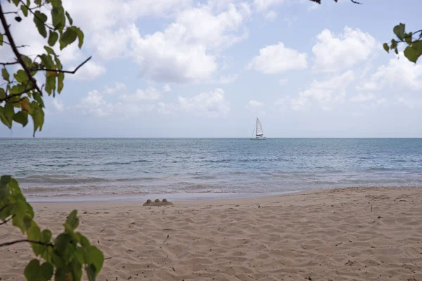 Praia na Martinica, Grande Anse des Salines — Fotografia de Stock