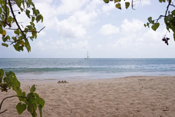 Tengerpart Martinique-ban, Grande Anse des Salines — Stock Fotó