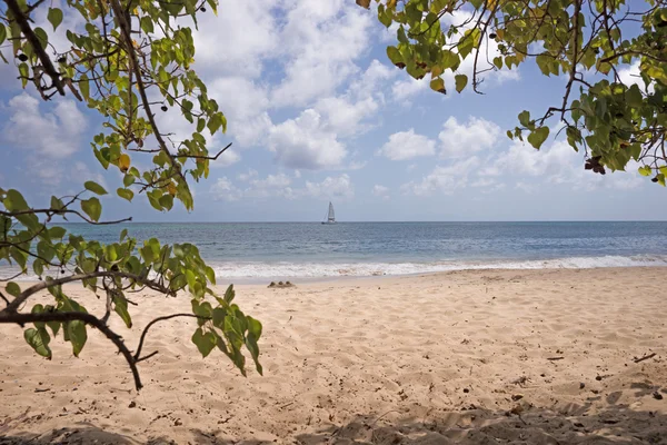 Praia na Martinica, Grande Anse des Salines — Fotografia de Stock