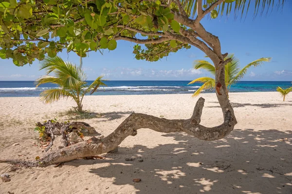 Abstraktní strom na tropické pláži — Stock fotografie
