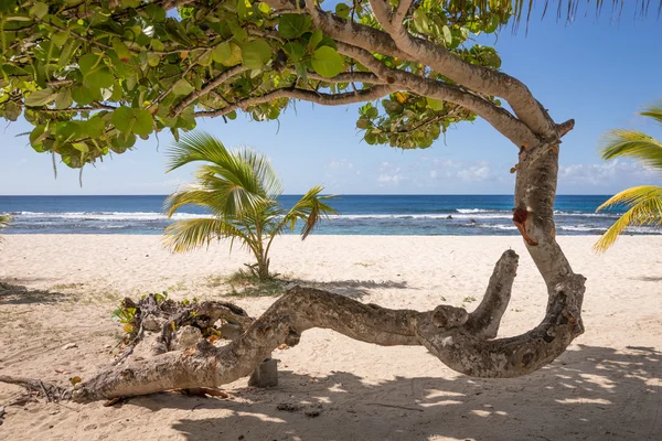 Abstraktní strom na tropické pláži — Stock fotografie