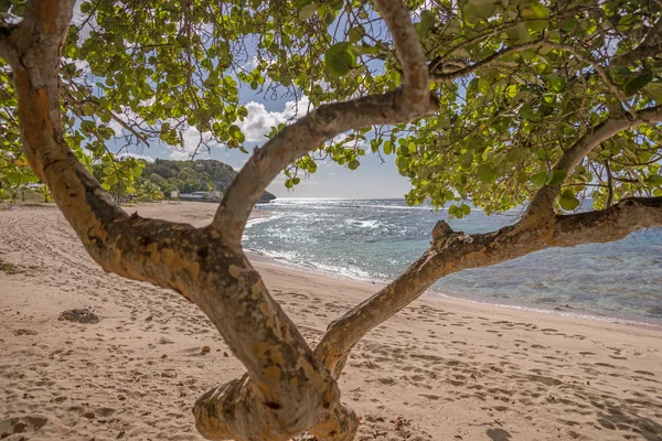 Playa tropical de Guadalupe —  Fotos de Stock