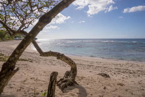 Tropická pláž Guadeloupe — Stock fotografie